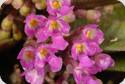 Schoenorchis seidenfadenii